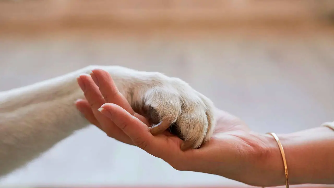 Las tres peores cosas que puedes decir después de que muere una mascota; qué expresar en su lugar