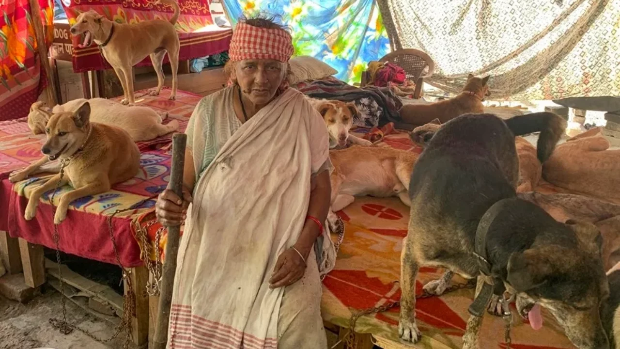 La guerra de los perros en la India: un enfrentamiento entre la rabia y la compasión