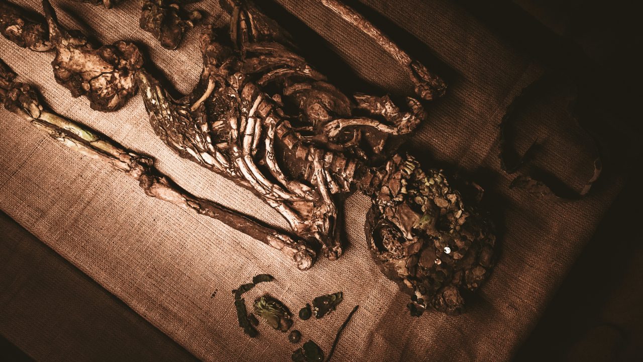 Fósiles etíopes revelan una nueva especie en el linaje evolutivo humano