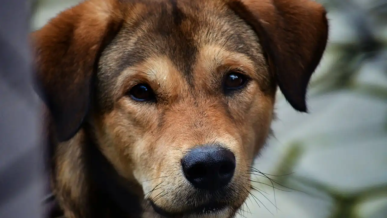 El hogar roto: qué dice el abandono animal sobre México