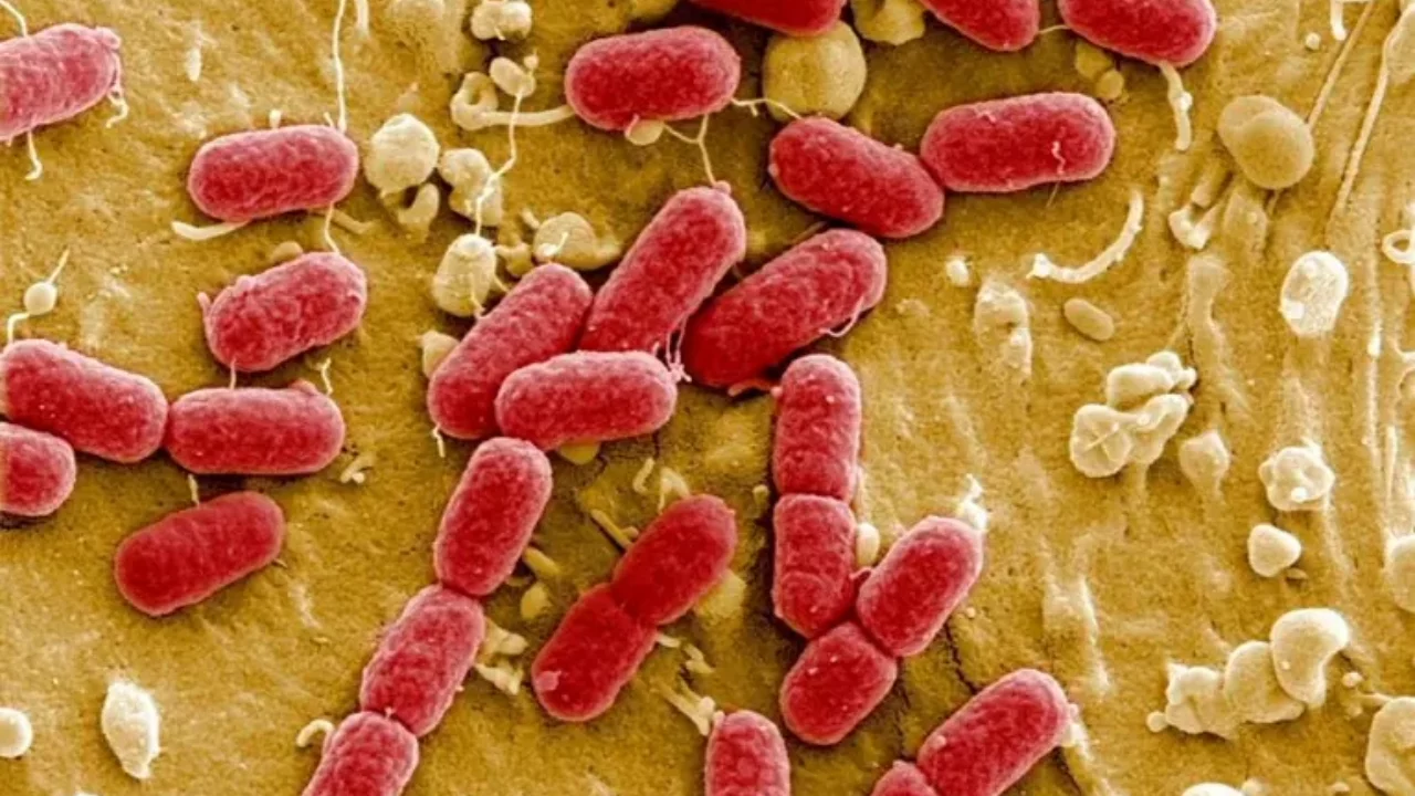 Expertos de la UNAM buscan en el río Querétaro bacterias resistentes a antibióticos