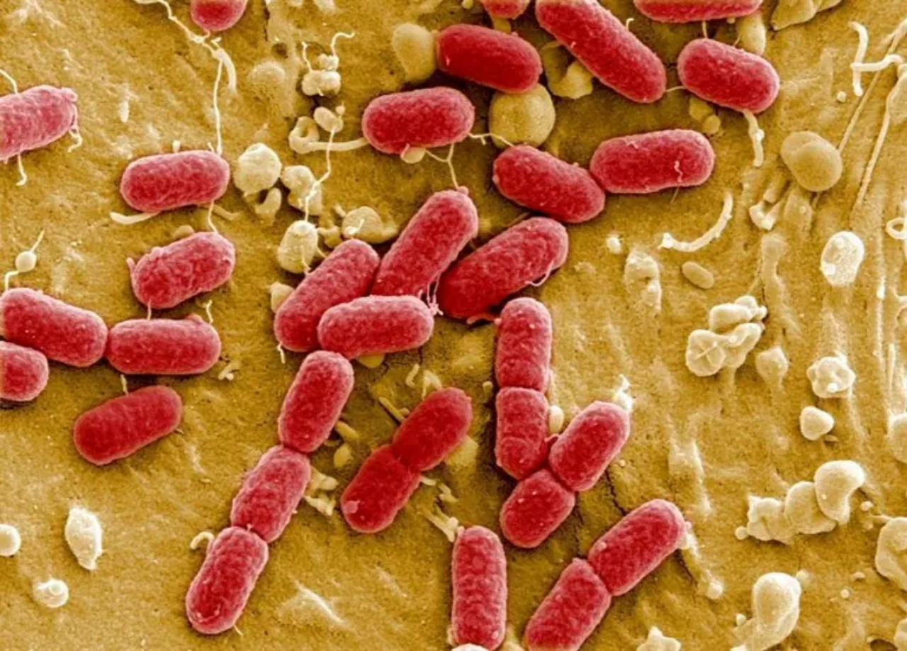 Los antibióticos pueden provocar que las bacterias liberen burbujas de material inflamatorio, lo que dificulta tratar la infección