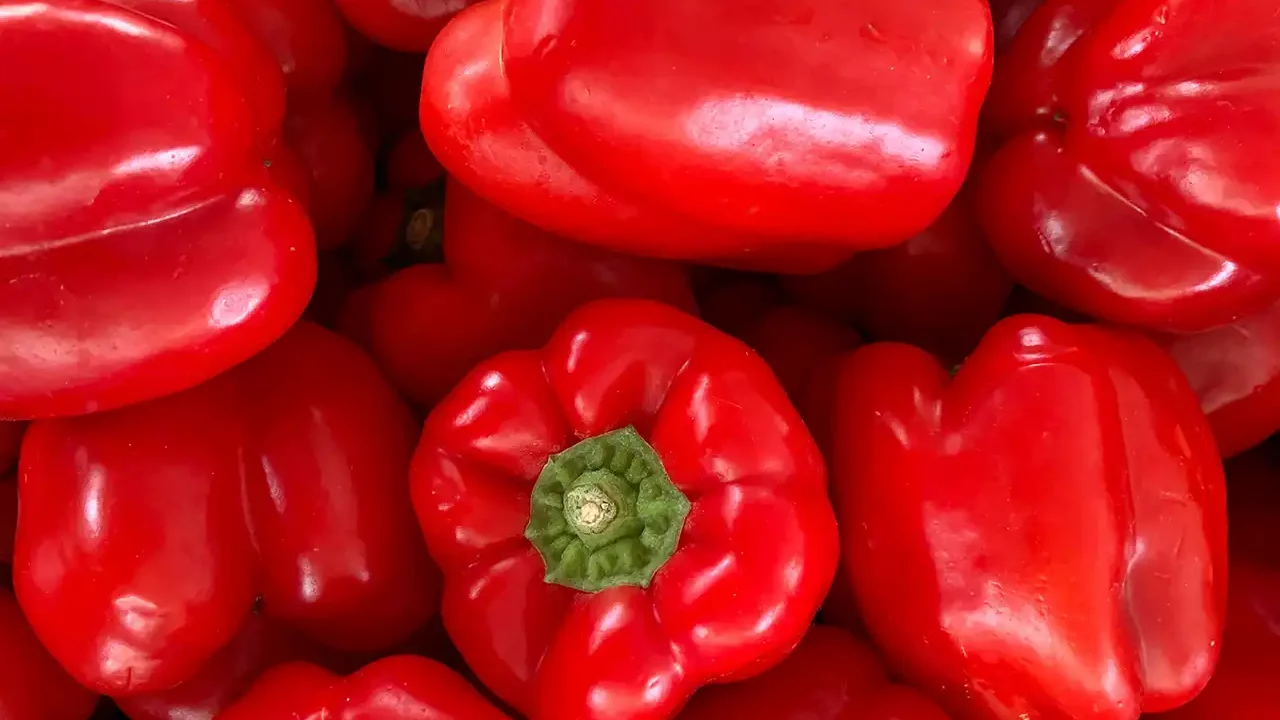 México busca que exportación de chile morrón a Japón abra las puertas a mercado asiático y Europa