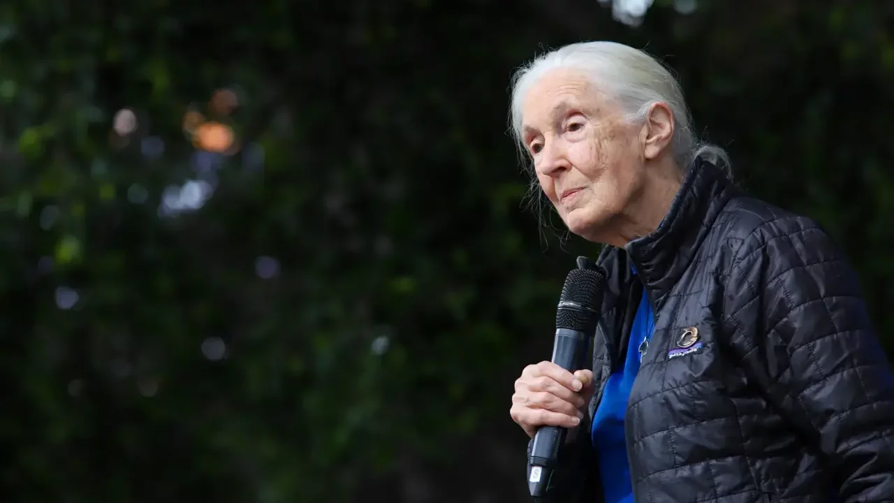 Jane Goodall, la amable disruptora cuya investigación sobre los chimpancés redefinió lo que significaba ser humano