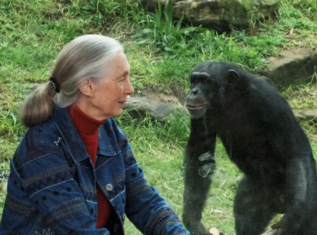 Jane Goodall-chimpancés