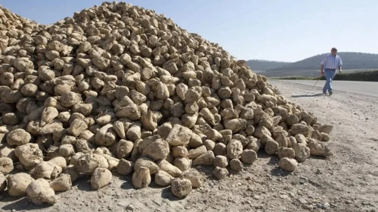 Medicamentos para bajar de peso y MAHA golpean a productores de remolacha azucarera de EU