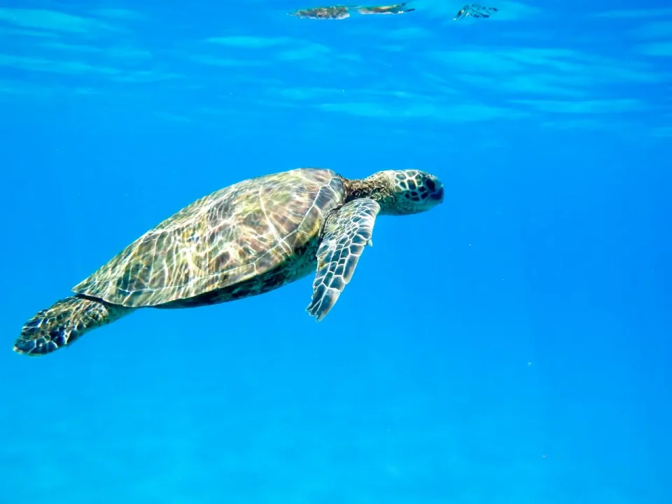 Golfo de California requiere de 600 mdp al año para corregir problemas ambientales: experto