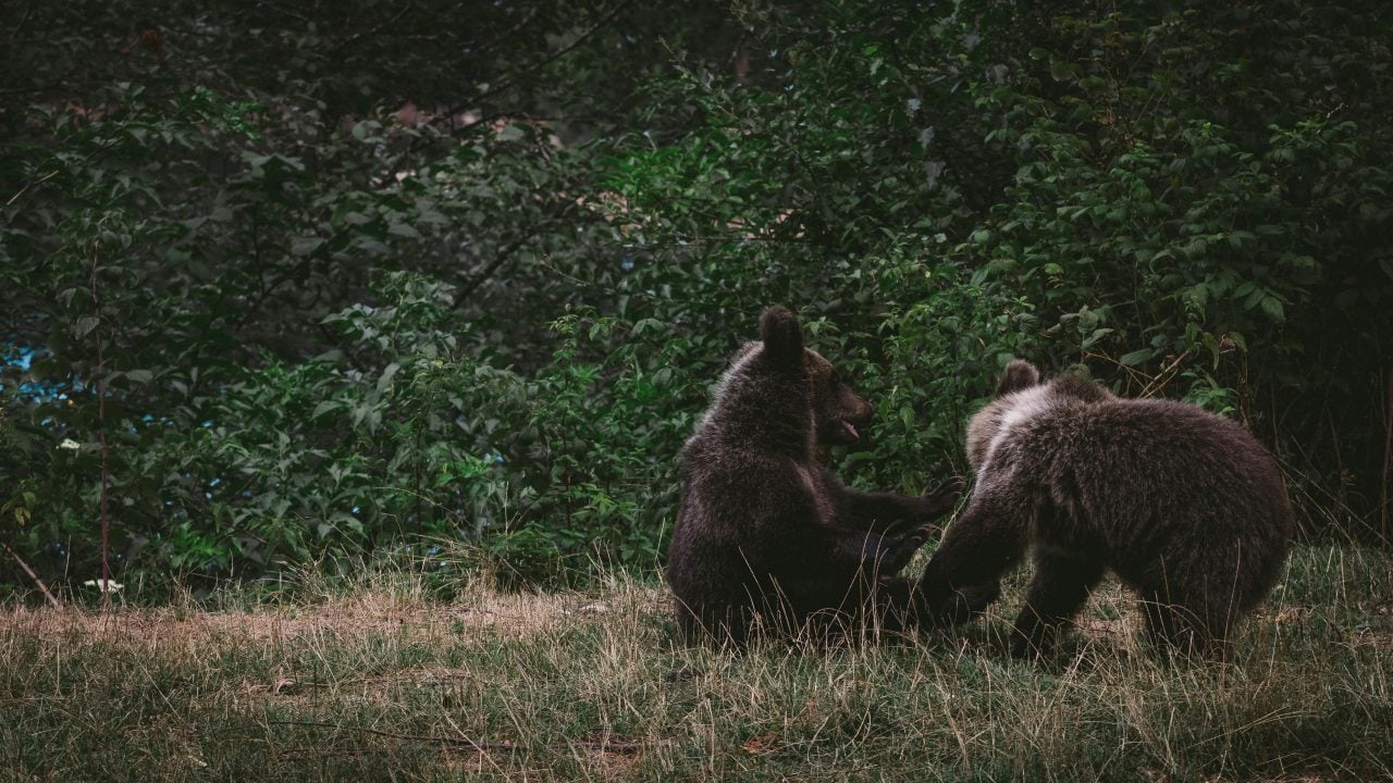 Jueza autoriza primera cacería de osos negros en Florida en 10 años, a pesar de una demanda