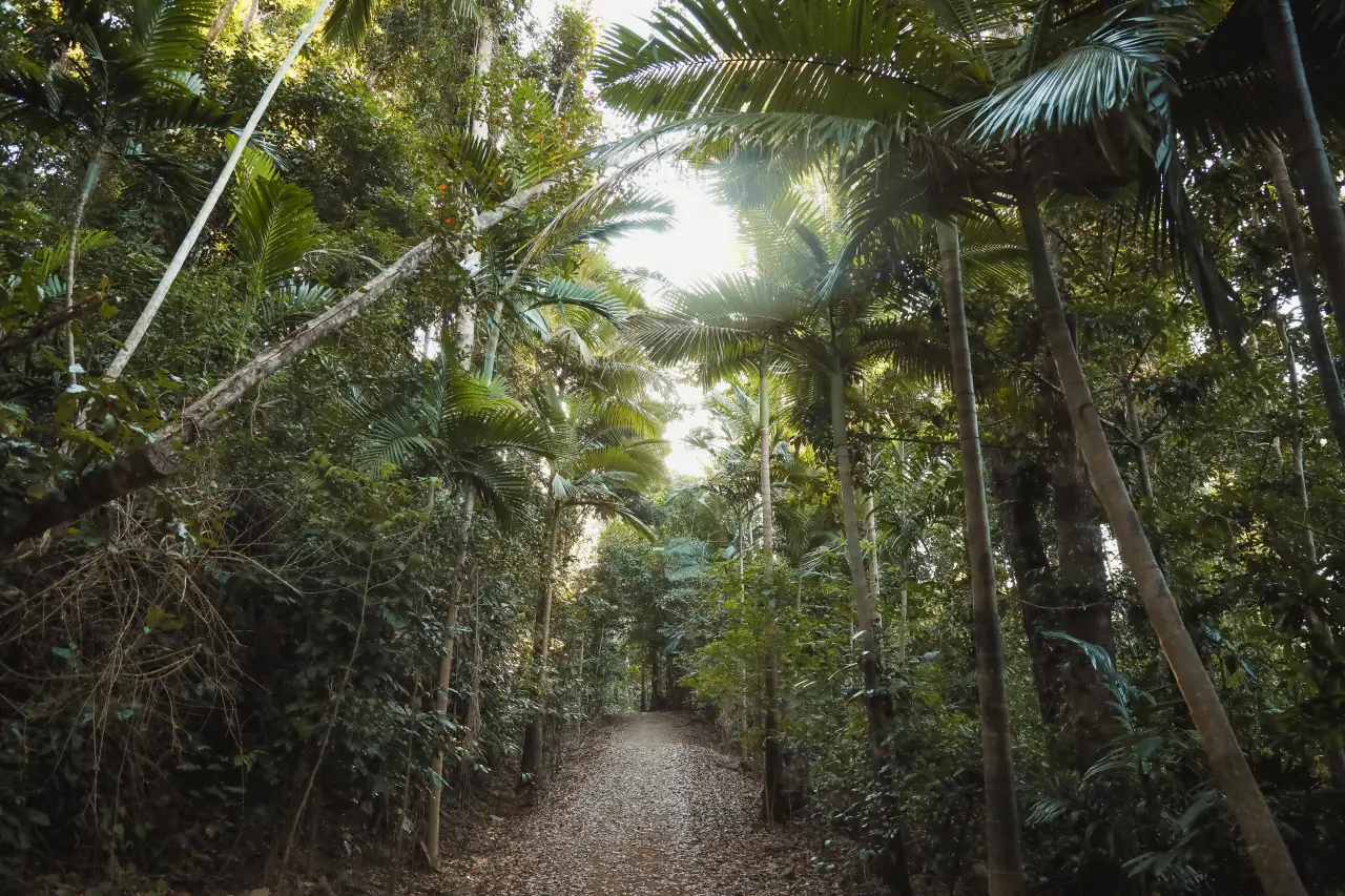 Un nuevo fondo de inversión pretende canalizar miles de millones hacia la protección de bosques tropicales