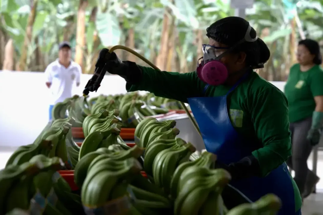 Antes del petróleo de Venezuela, estaban los bananos de Guatemala