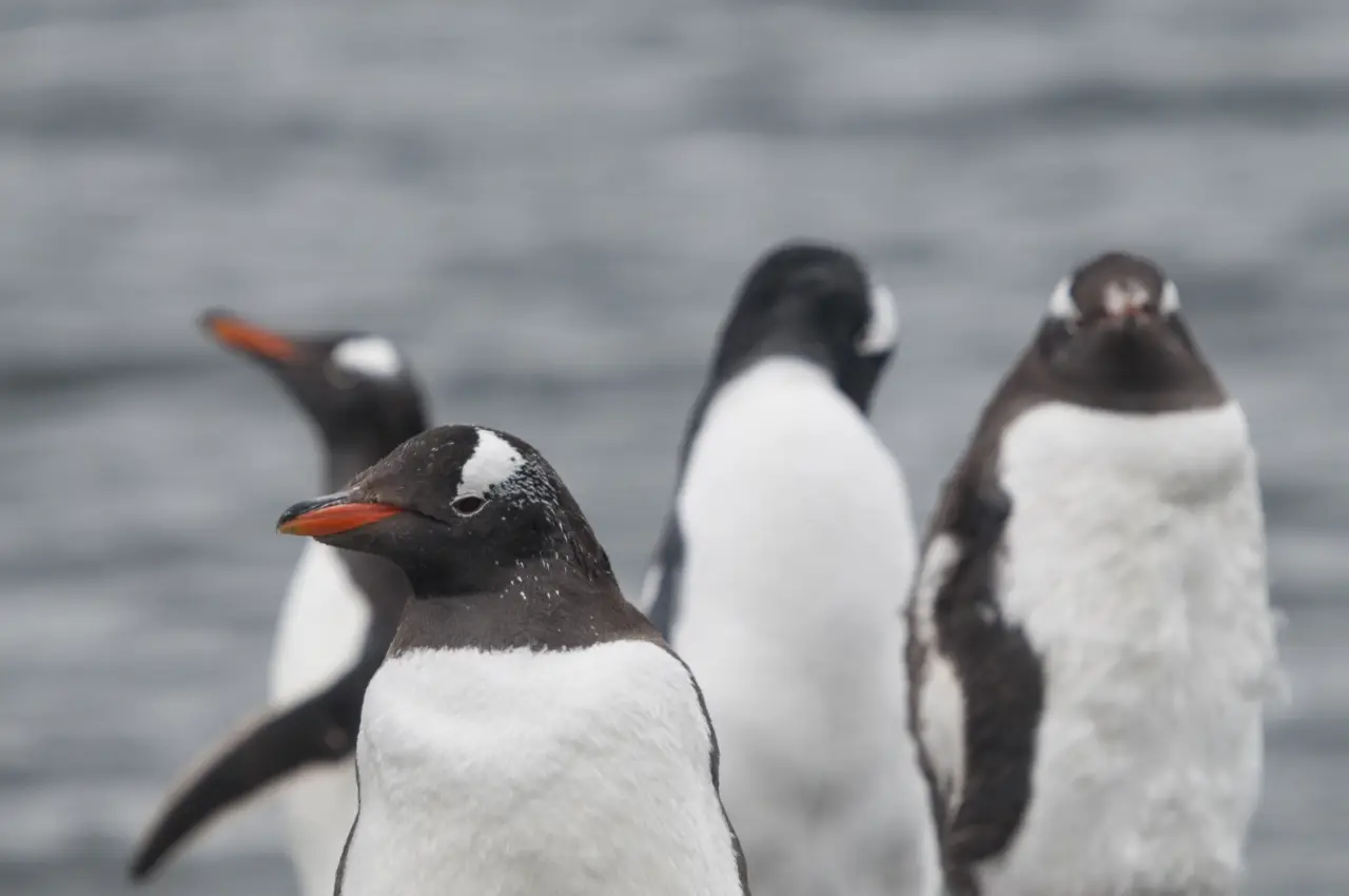 Los pingüinos adelantaron dos semanas su reproducción a causa del cambio climático
