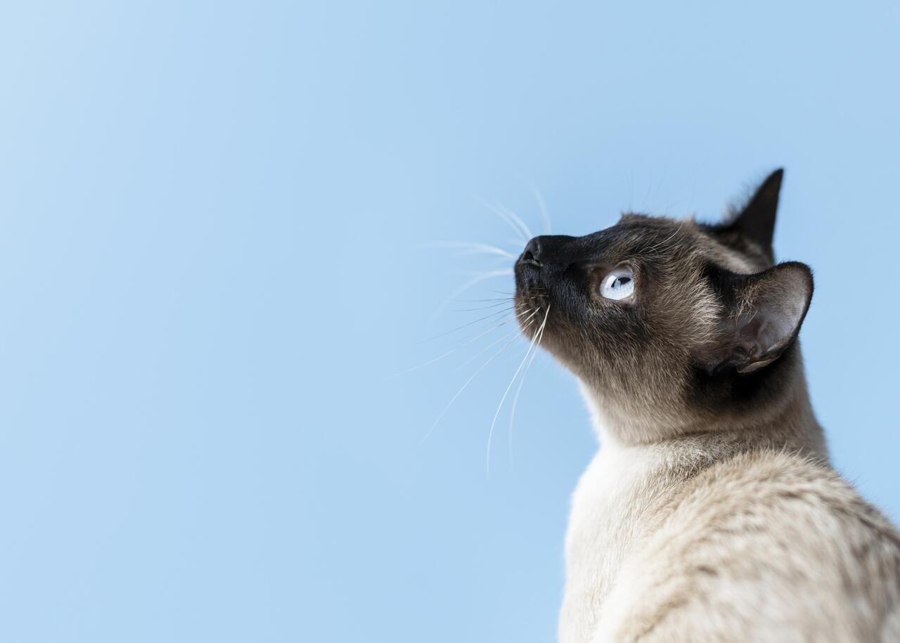 ¿Tienen los gatos domésticos las claves para entender el cáncer de mama humano?