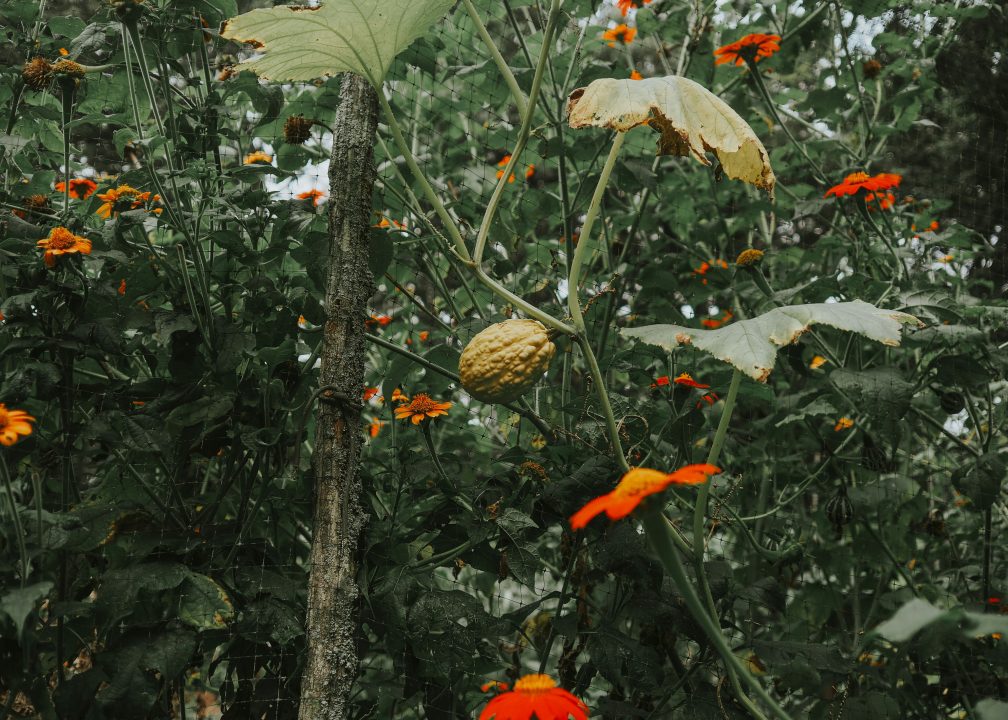 Principio activo de la ayahuasca mejora síntomas depresivos, revela un ensayo