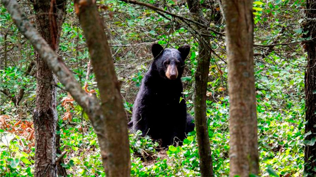 Fotografía Copyright: Archivo de Reserva Natural Chipinque.