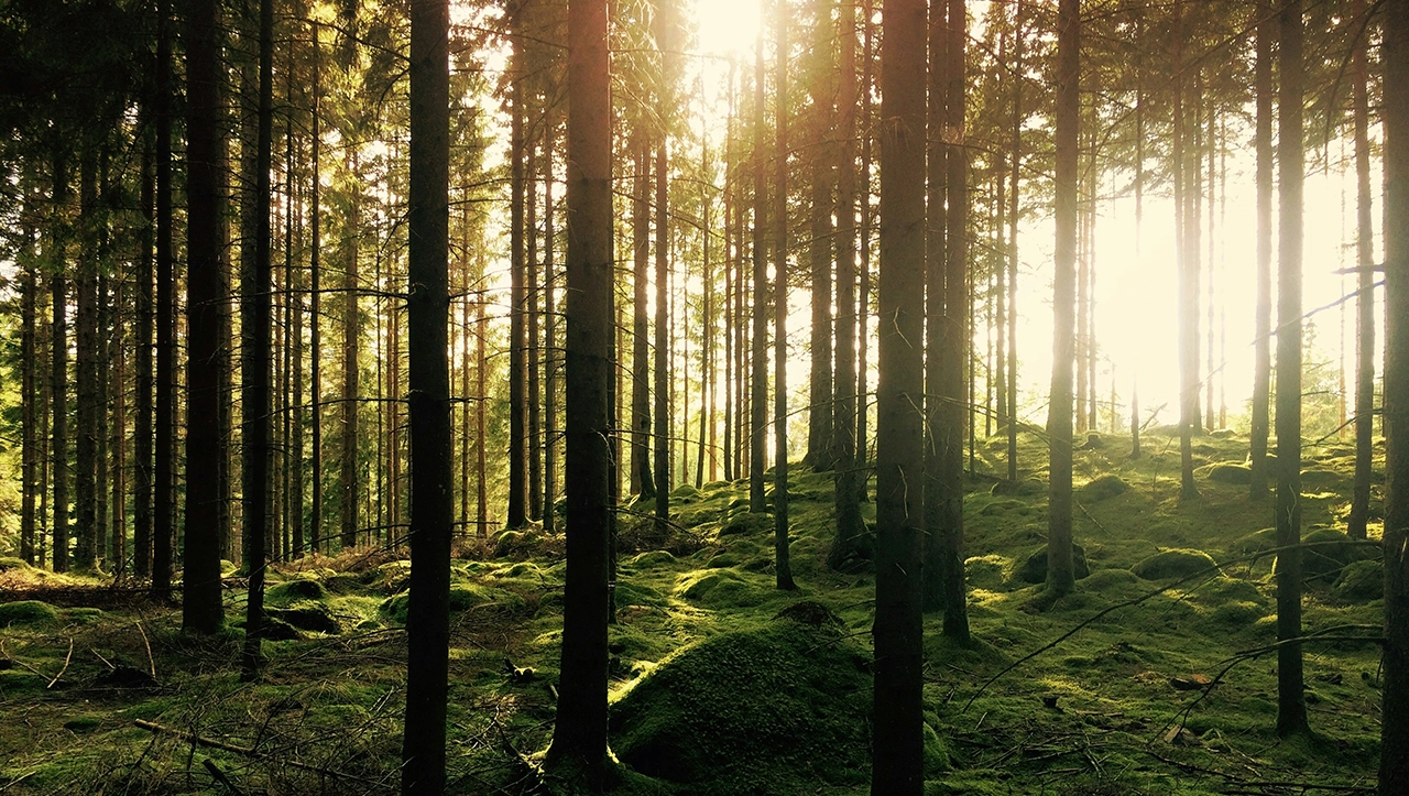 Los bosques del mundo perdieron más de 400 millones de hectáreas entre 1990 y 2020