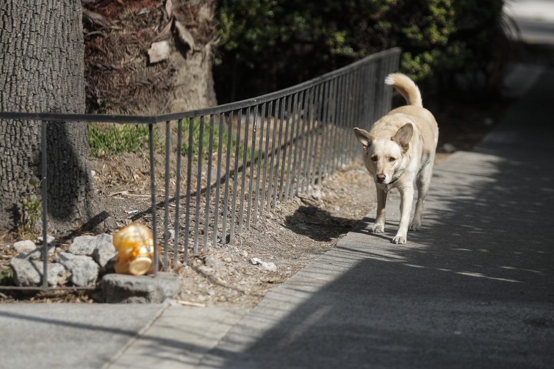 Sacrificio masivo de perros en Tecámac desata controversia legal y choque entre autoridades y animalistas