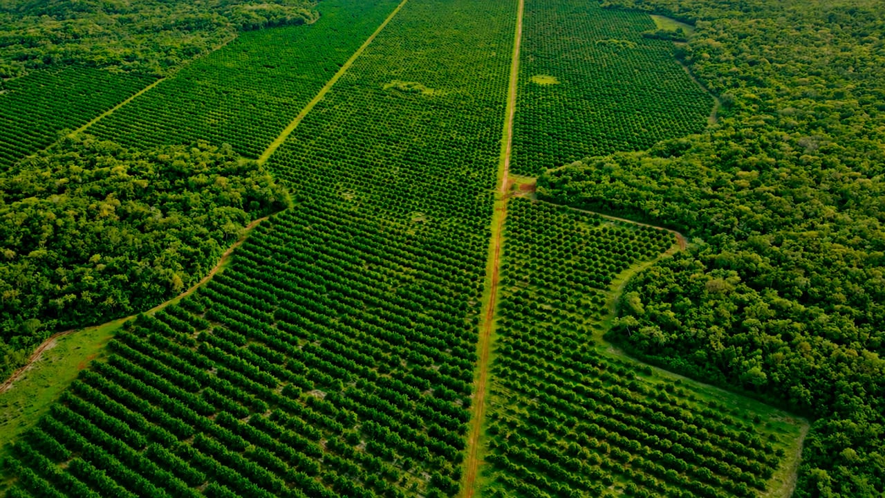 Cómo Citrus Patrimonial busca acercar el negocio global del limón yucateco a más de 4,000 inversionistas mexicanos