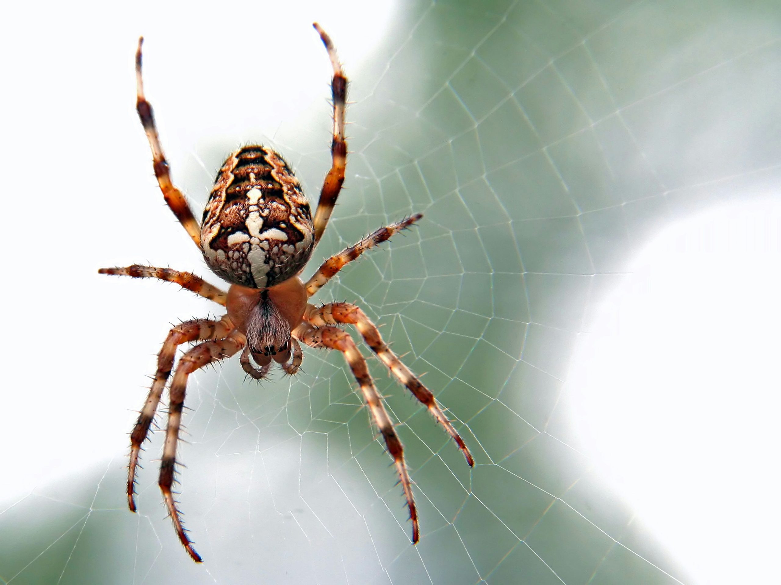 ¿Cómo daña el veneno de araña las células humanas? Los investigadores descubren el mecanismo mortal de la toxina arácnida reclusa