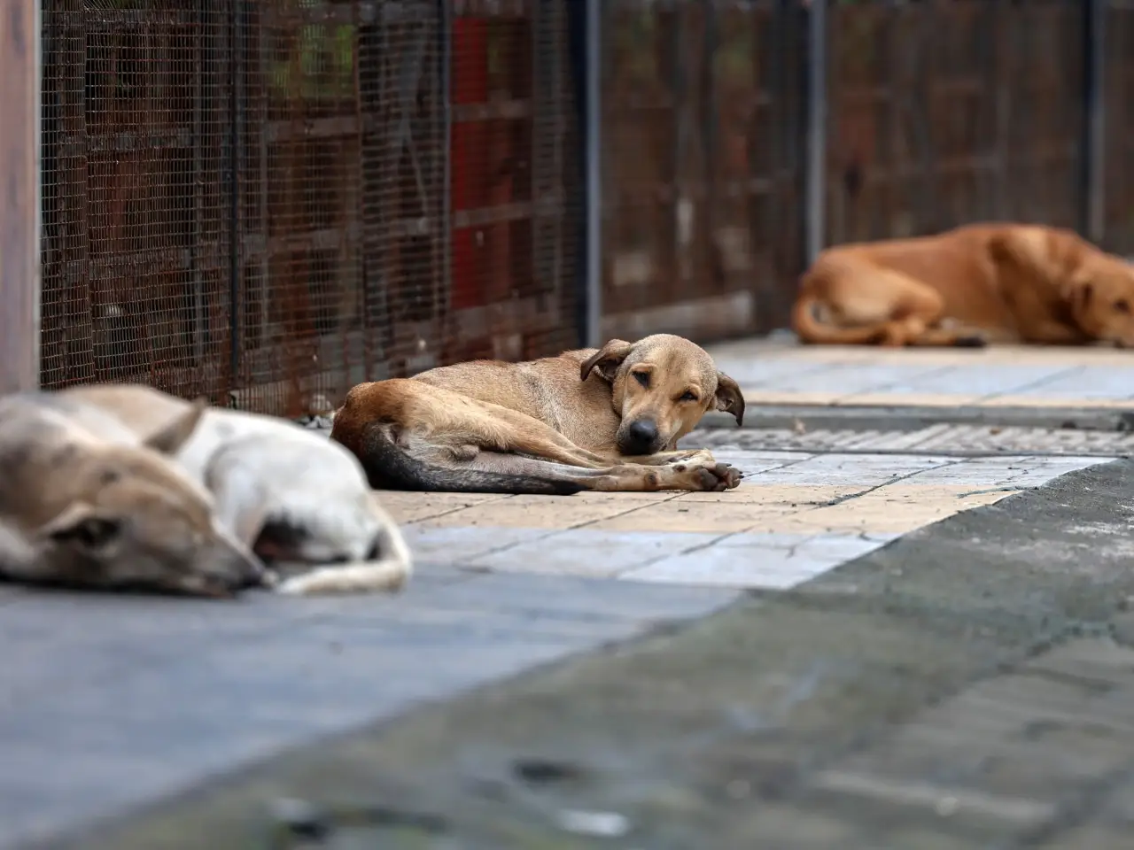 Sheinbaum pide revisar norma tras sacrificio de 10,000 perros callejeros en Tecámac