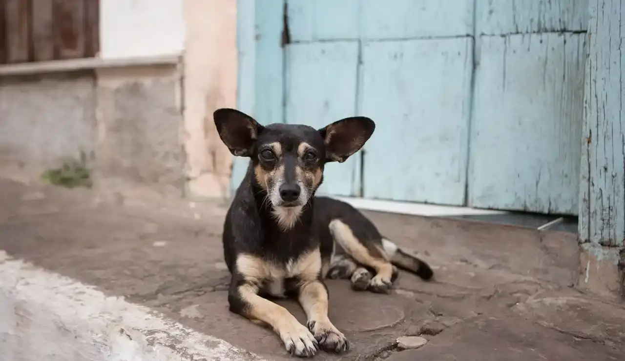 Senadora admite sacrificio de 10,000 perros callejeros en municipio de Tecámac
