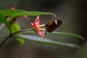 Madre de Dios, Perú