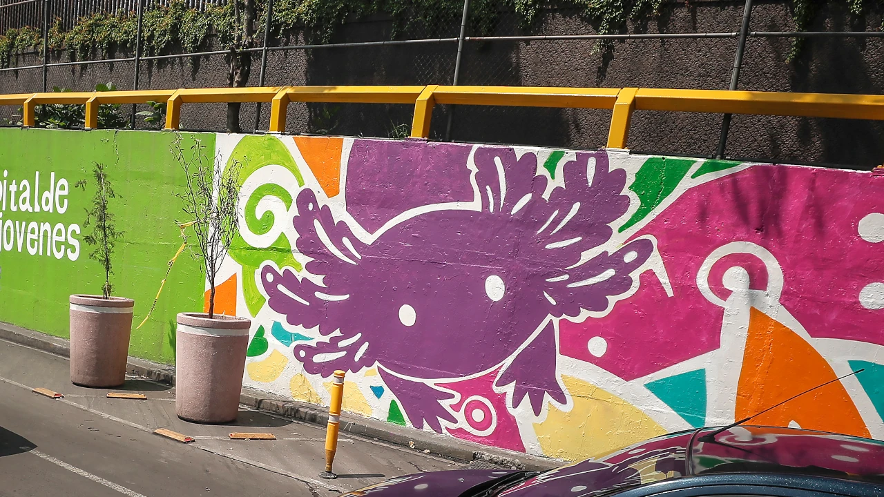 En la Ciudad de México, los ajolotes están por todas partes antes del Mundial, excepto en estado salvaje