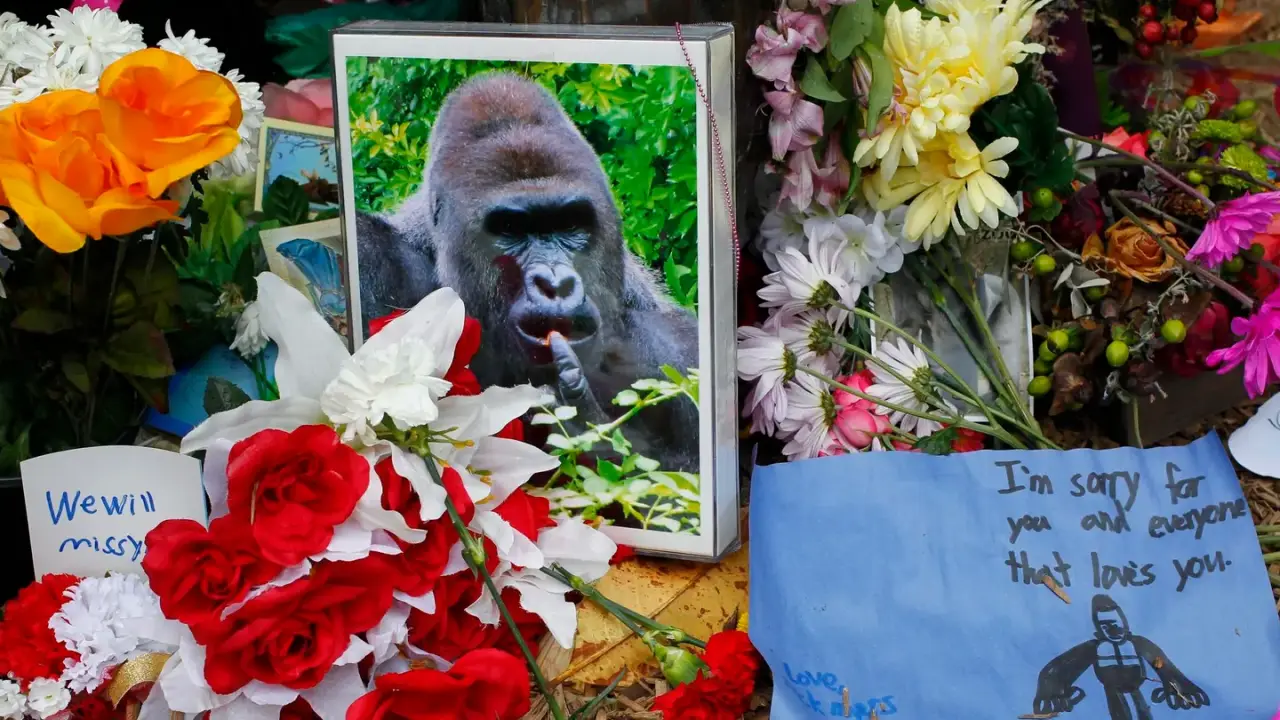 La Casa Blanca recuerda al gorila Harambe, asesinado a tiros, como una ‘leyenda’ en el décimo aniversario de su muerte