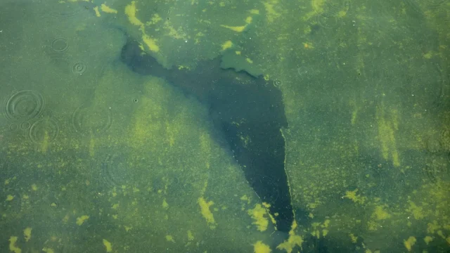 Vista a través del agua verde cargada de algas, se puede ver una grieta en el sellador recientemente aplicado en el fondo de la Piscina Reflectante Conmemorativa Lincoln. Getty Images