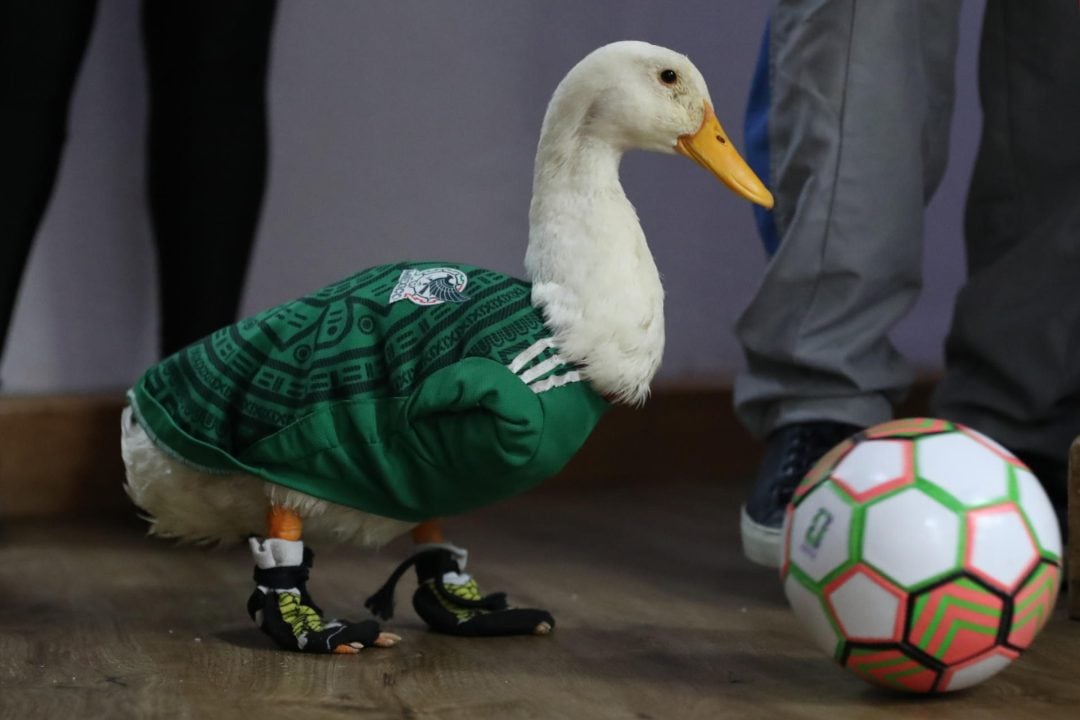 Felipe Calderón pide regalías a la FIFA para la familia del pato ‘Merlín’