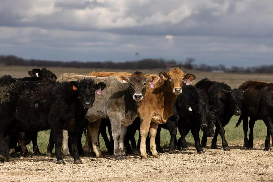 Hay 12 casos de gusano barrenador en EU, que deberían encender las alarmas
