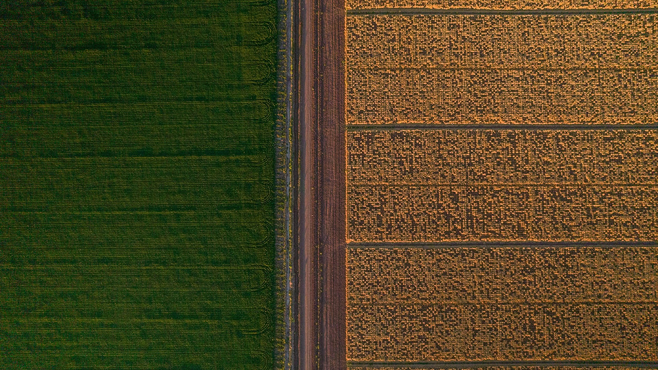 Grupo Bimbo supera las 500 mil hectáreas de cultivo bajo prácticas de agricultura regenerativa