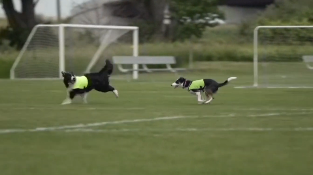 Estos collies tienen una misión especial en el Mundial de Toronto