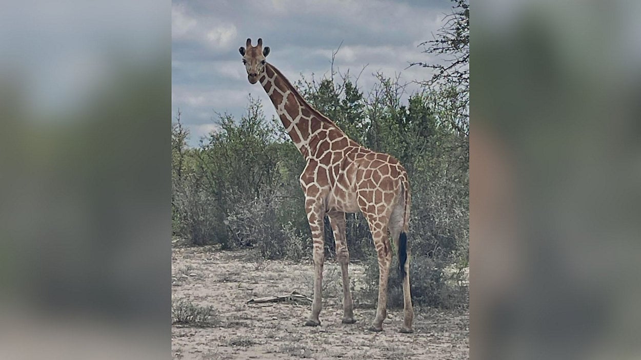 Ofrecen 5,000 dólares por una jirafa que escapó en Texas