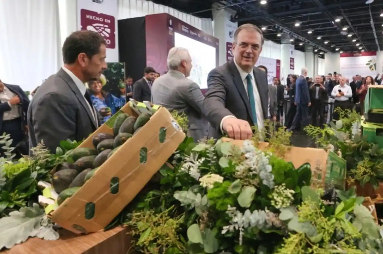 Protegen al aguacate Hass con indicación geográfica