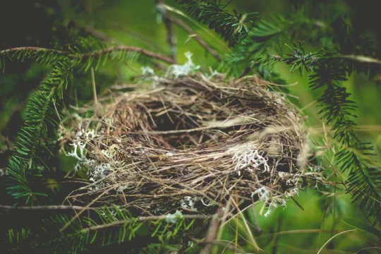 nidos de pájaros-Ucrania-fibra óptica