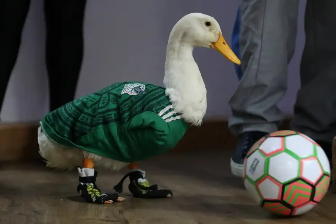 Playeras del Mundial en México se adaptan a tamaños… y especies