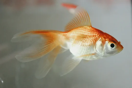 pez dorado-predicciones Mundial-Goldfish Swimbappe