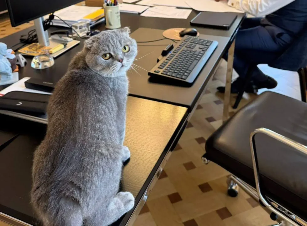 Maximus, el gato viral del primer ministro belga que acierta resultados del Mundial