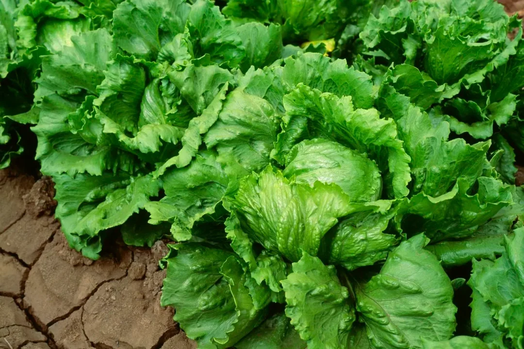 Lechuga de proveedor de Taco Bell, posible fuente de ciclosoriasis