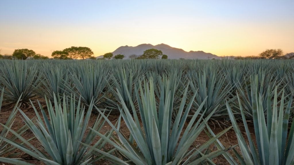 Tequila