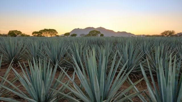 Tequila