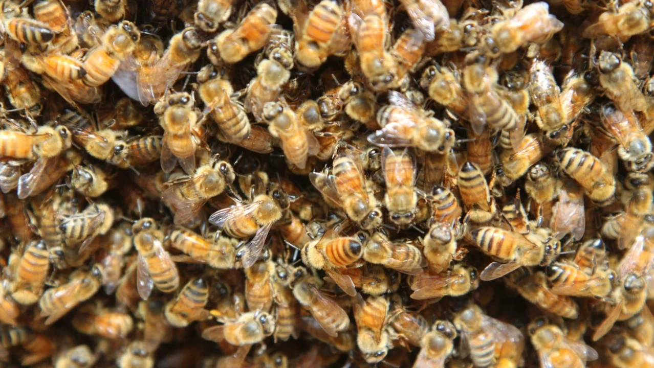 Así es la reubicación de seis millones de abejas en Singapur, un nido a la vez