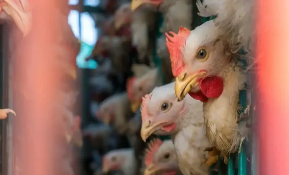 gallinas-cerdos-IA