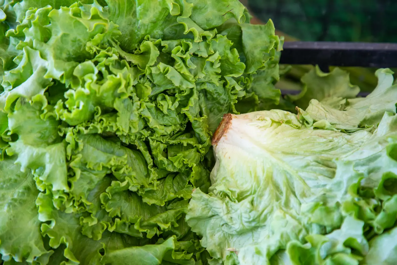 Taylor Farms retira de EU toda su lechuga producida en México por ciclosporiasis