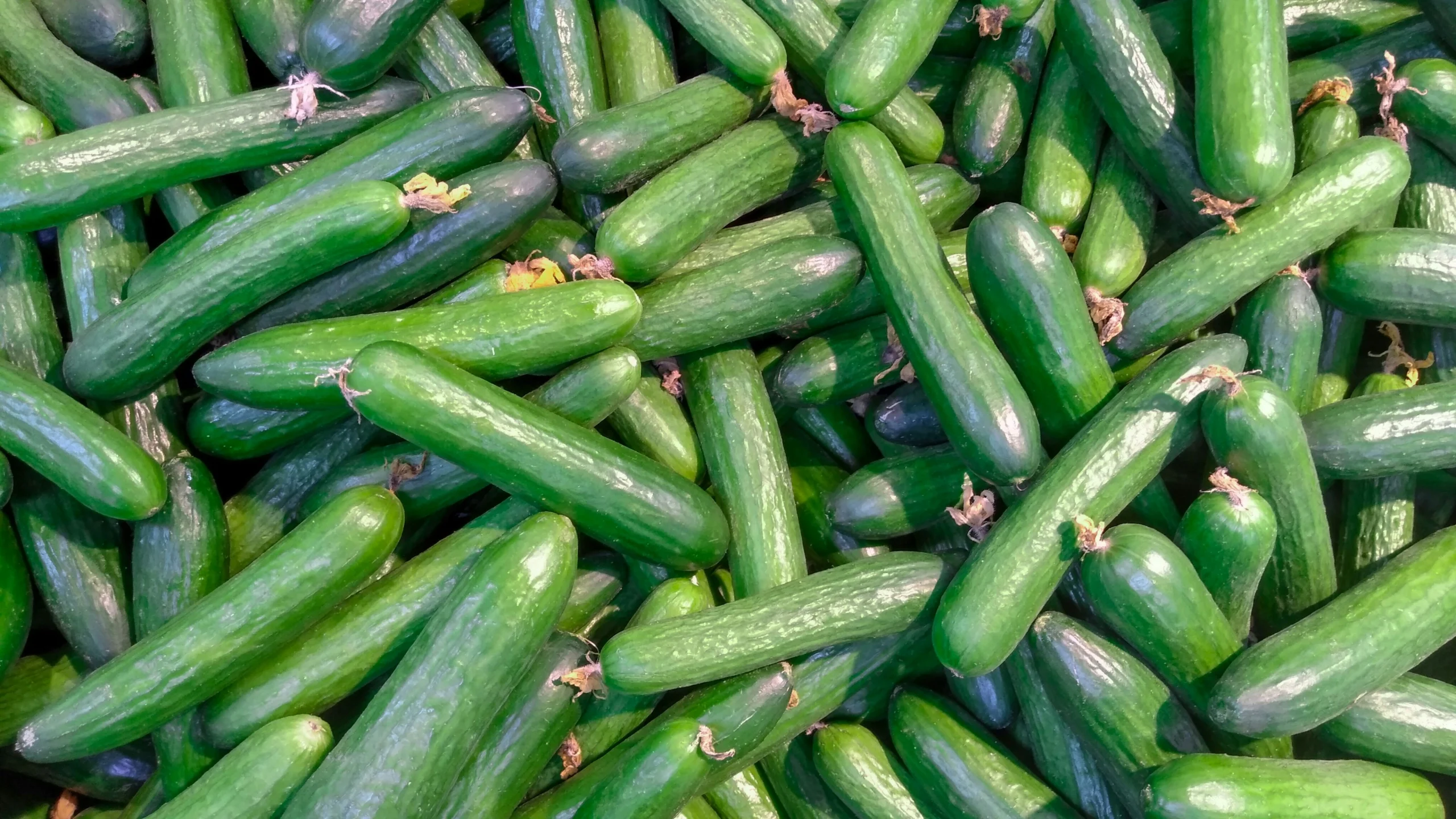Las actuales guerras encaminan a México a ser el mayor proveedor de pepino de Estados Unidos