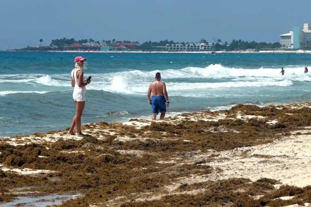 Sargazo afecta temporada vacacional en el Caribe mexicano
